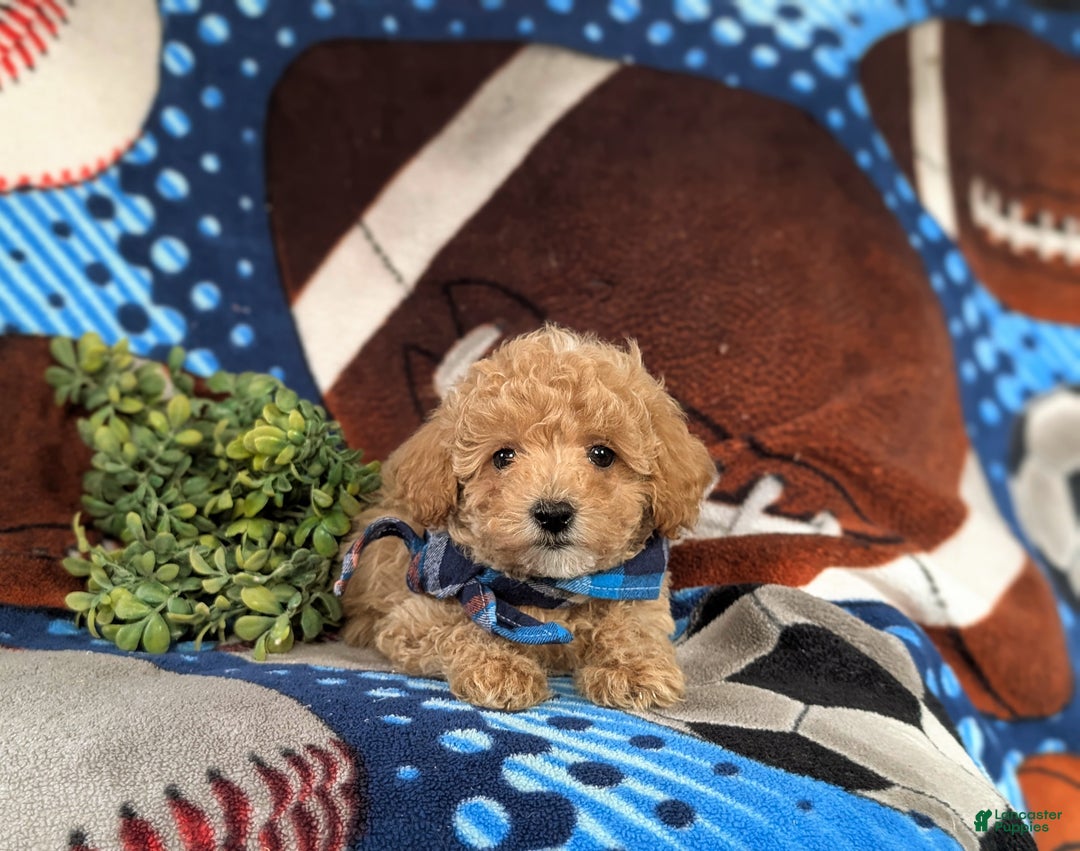 Maltipoo dogs for sale: Curtiss  - Ad 5