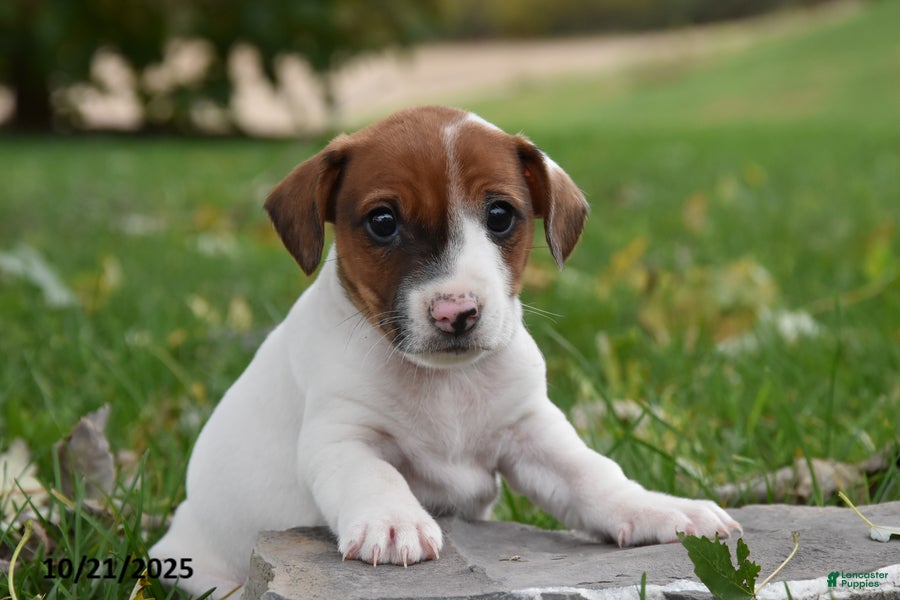 Jack Russell Terrier dogs Benji - Ad 31