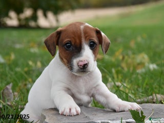 Jack Russell Terrier dogs Benji - Ad 34