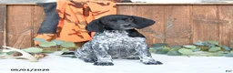 German Shorthaired Pointer dogs for sale: Maggie - Ad 1
