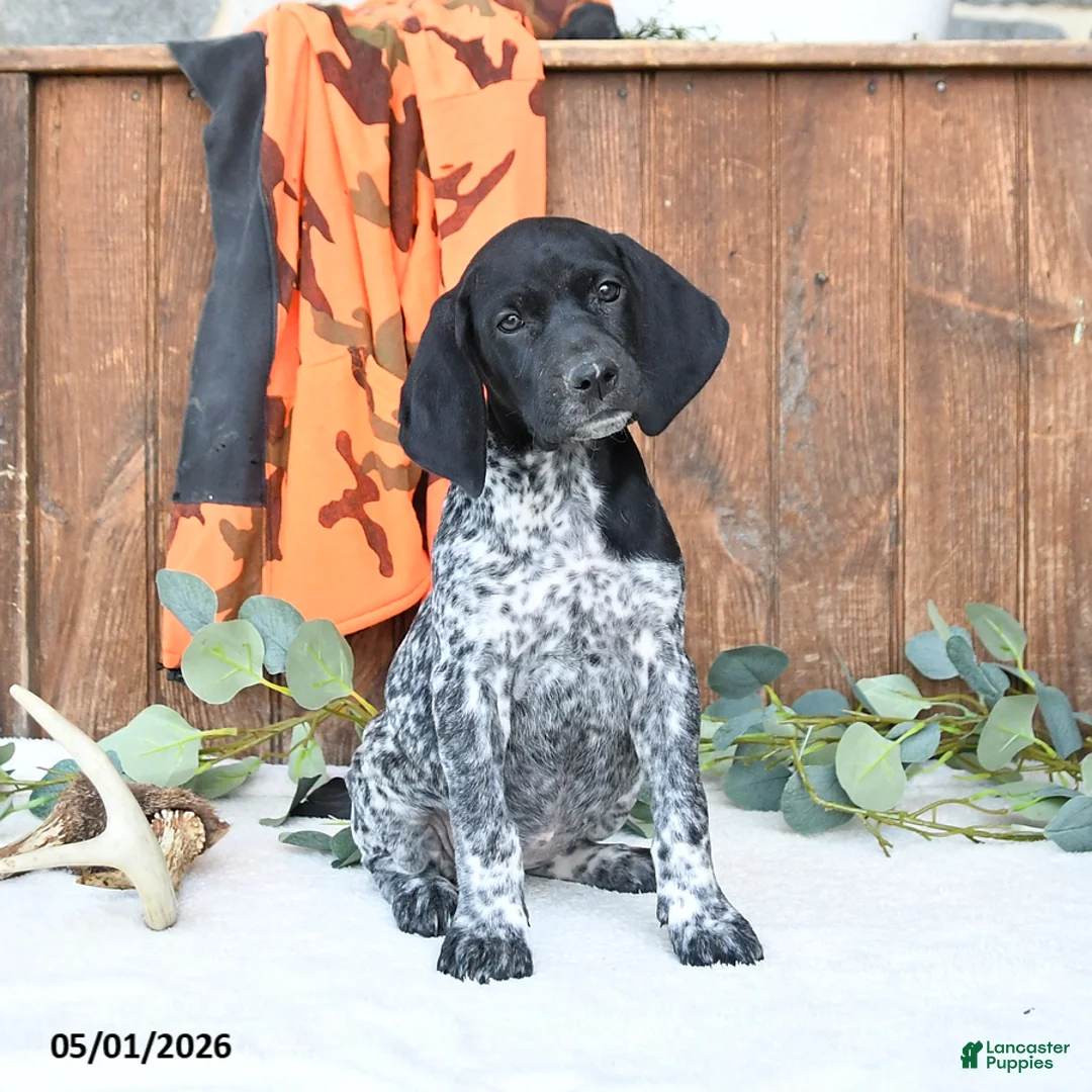 German Shorthaired Pointer dogs for sale: Maggie - Ad 1