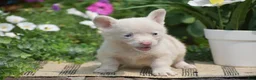 Welsh Corgi Pembroke dogs for sale: Crystal - Ad 7