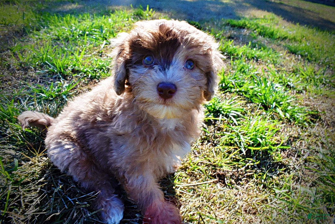 Havapoo dogs for sale: Inky - Ad 15