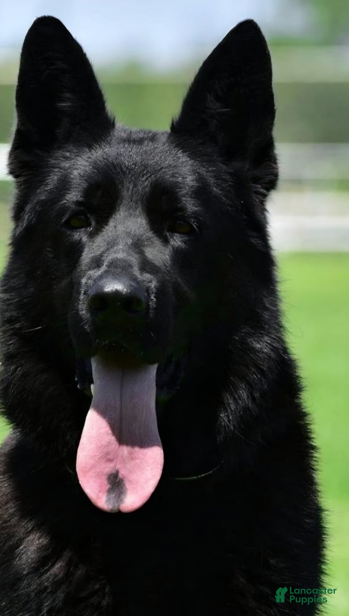 German Shepherd dogs for sale: German Shepherd Puppy 1 - Ad 3