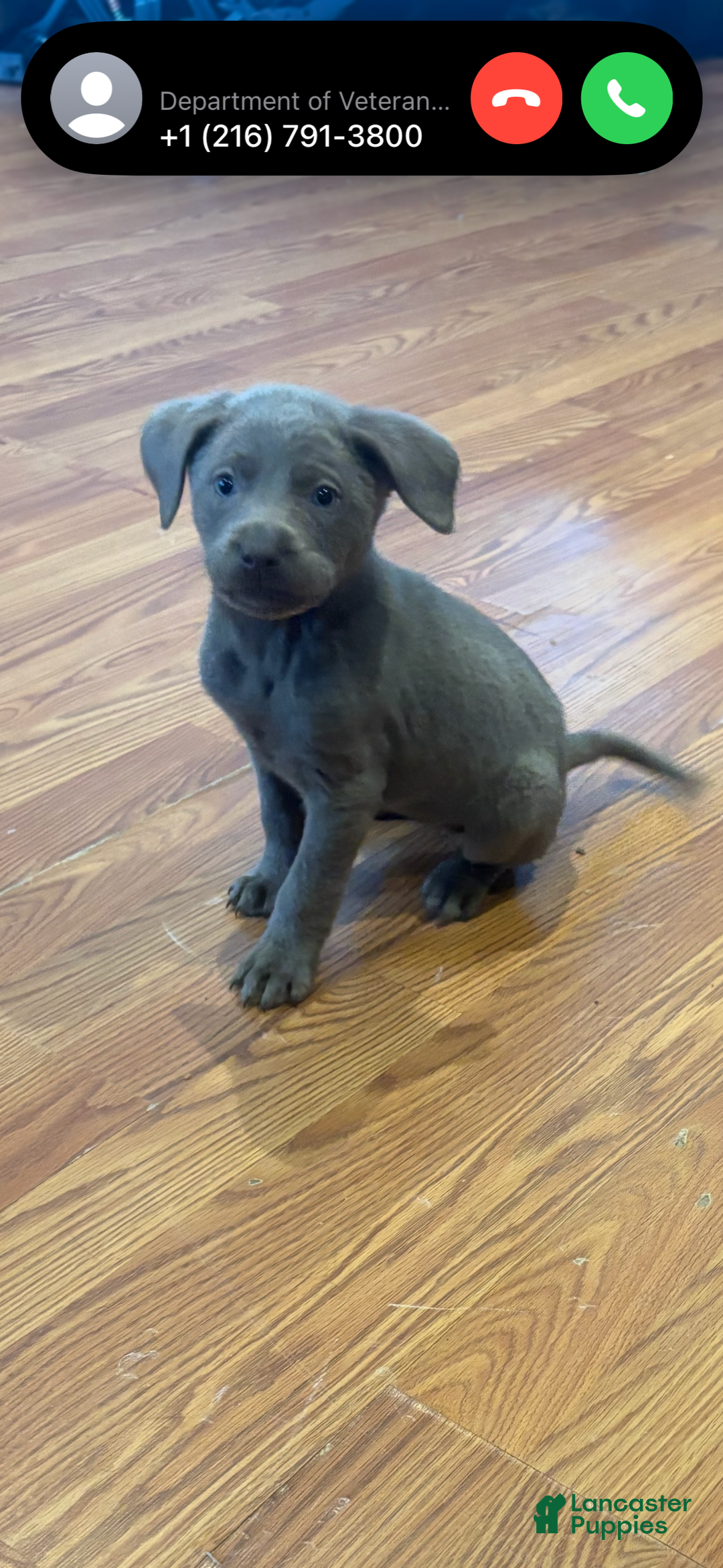 Labrador Retriever dogs for sale: Bella - Ad 3