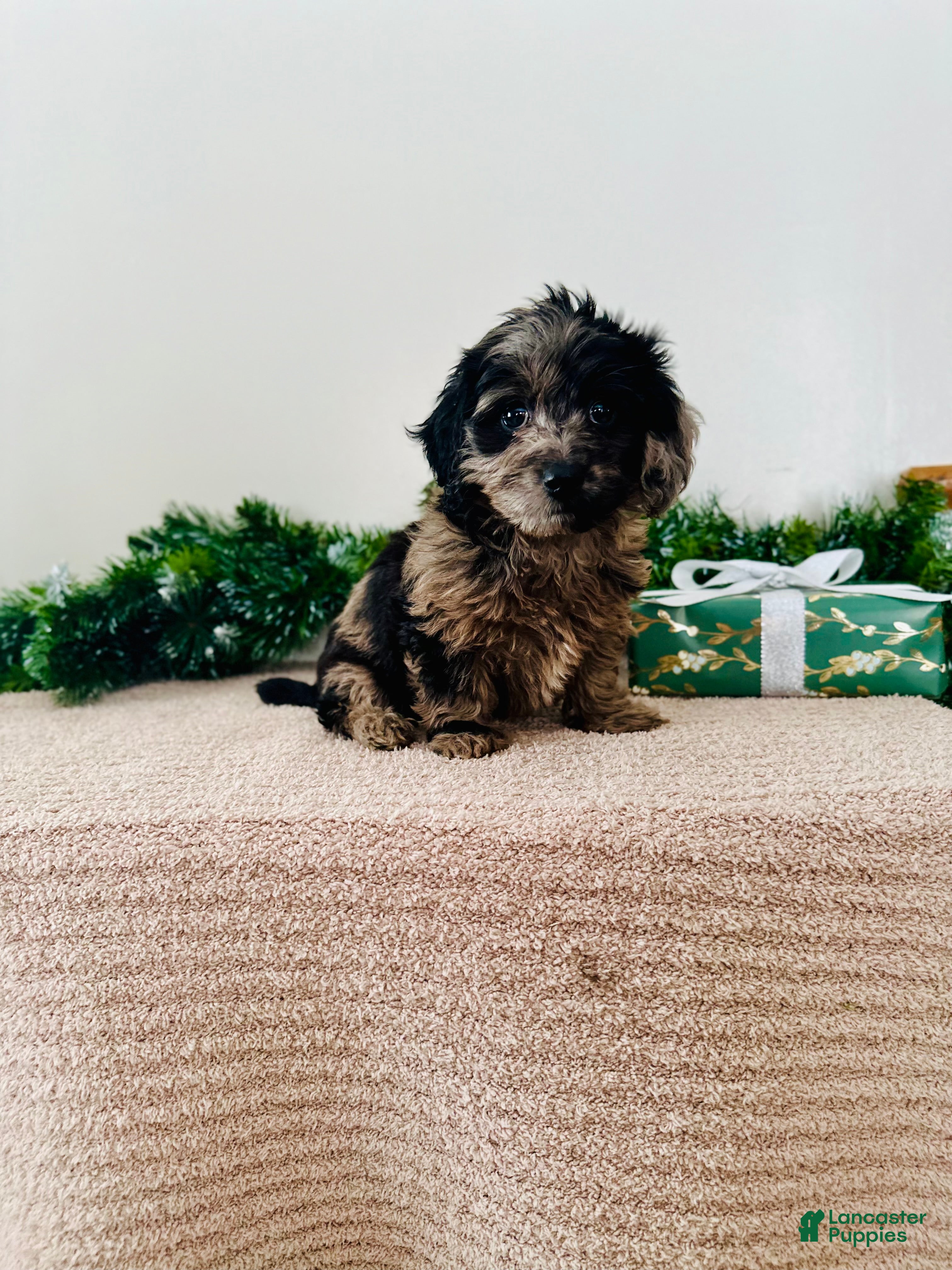 Mixed Breed dogs Holly - Ad 26