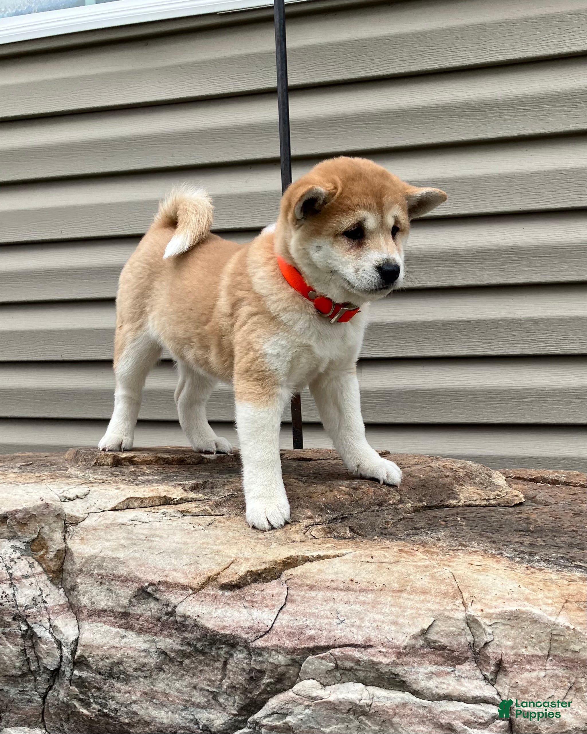 Shiba Inu dogs Twilight - Ad 2