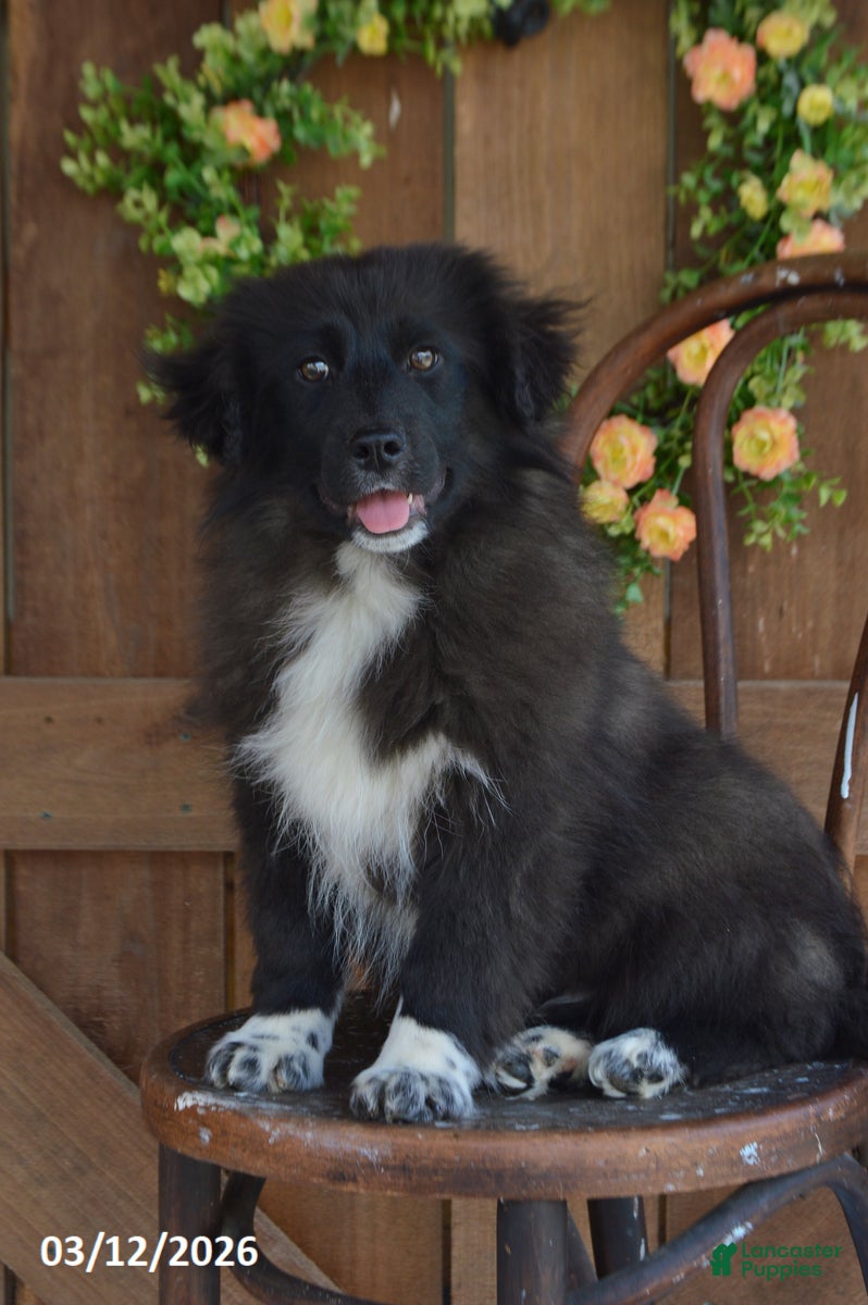 Mixed Breed dogs Cooper - Ad 2