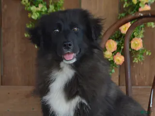 Mixed Breed dogs for sale: Cooper - Ad 2