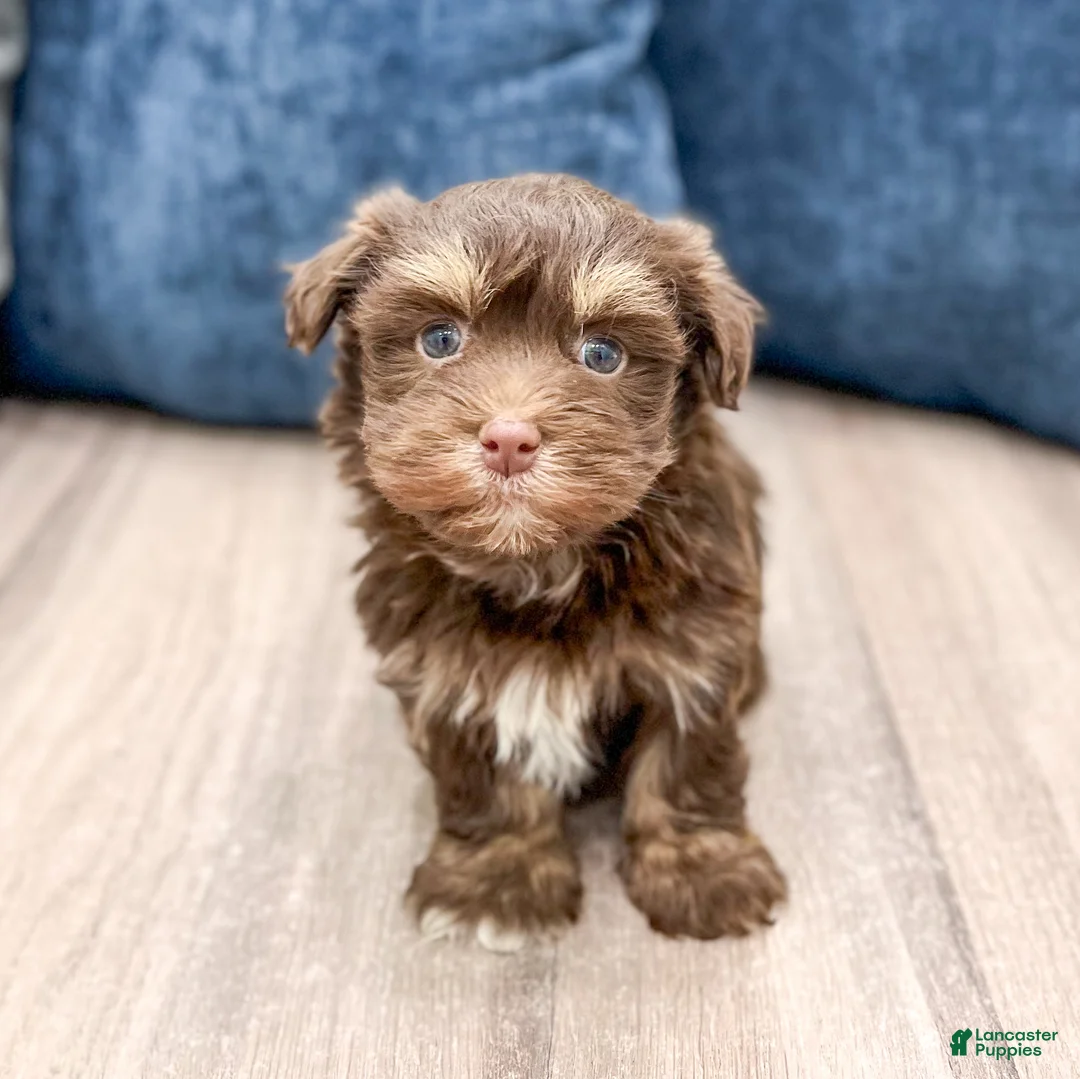 Havanese dogs for sale: Max - Ad 2