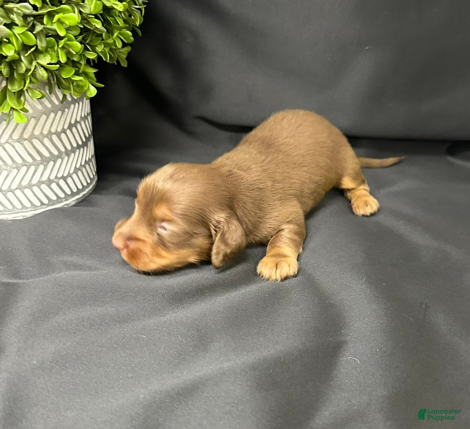 Dachshund dogs Jase - Ad 2