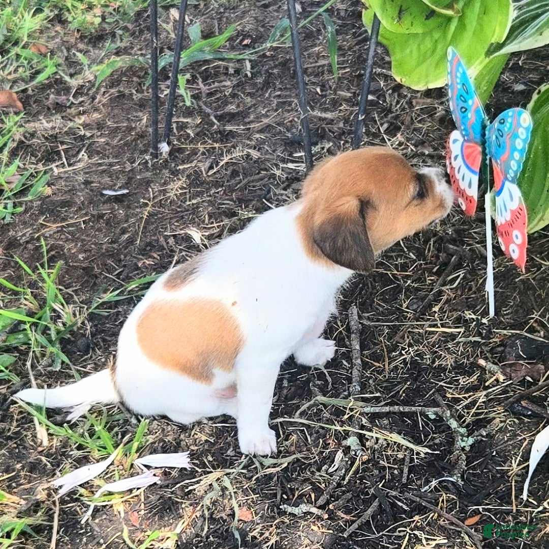 Beagle dogs for sale: Maui Queen Elizabeth Pocket Beagle - Ad 11
