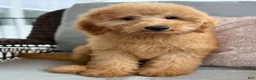 Mini Goldendoodle dogs for sale: Mini Goldendoodle 1 - Ad 5