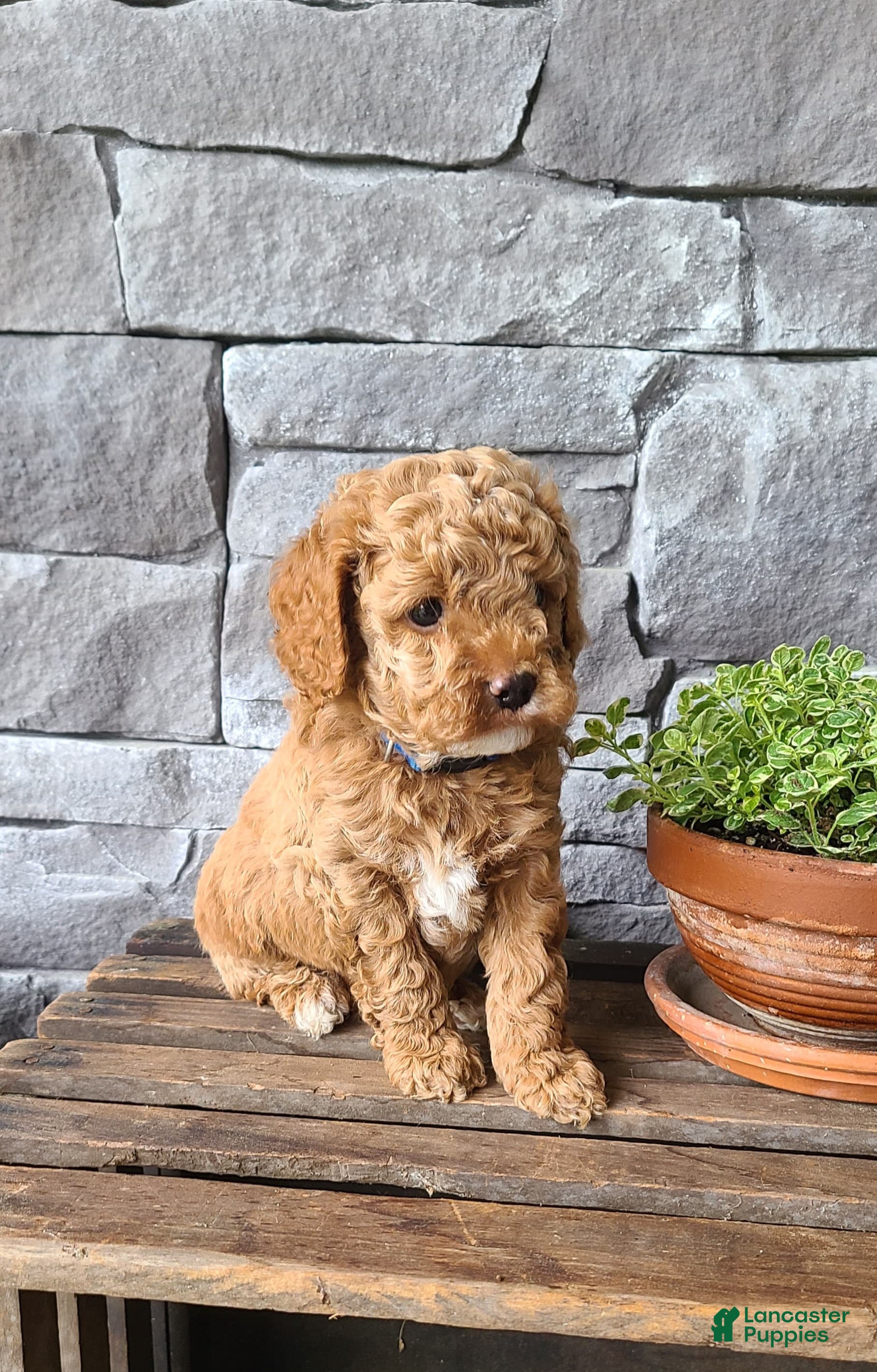Cockapoo dogs for sale: Rex - Ad 3
