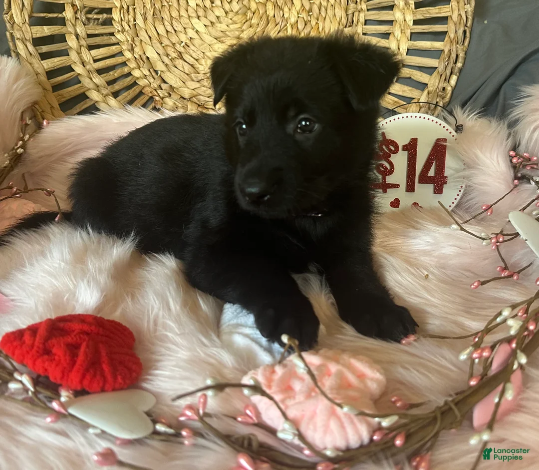 German Shepherd dogs for sale: Violet  - Ad 8