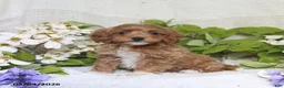 Cockapoo dogs for sale: Justin - Ad 4