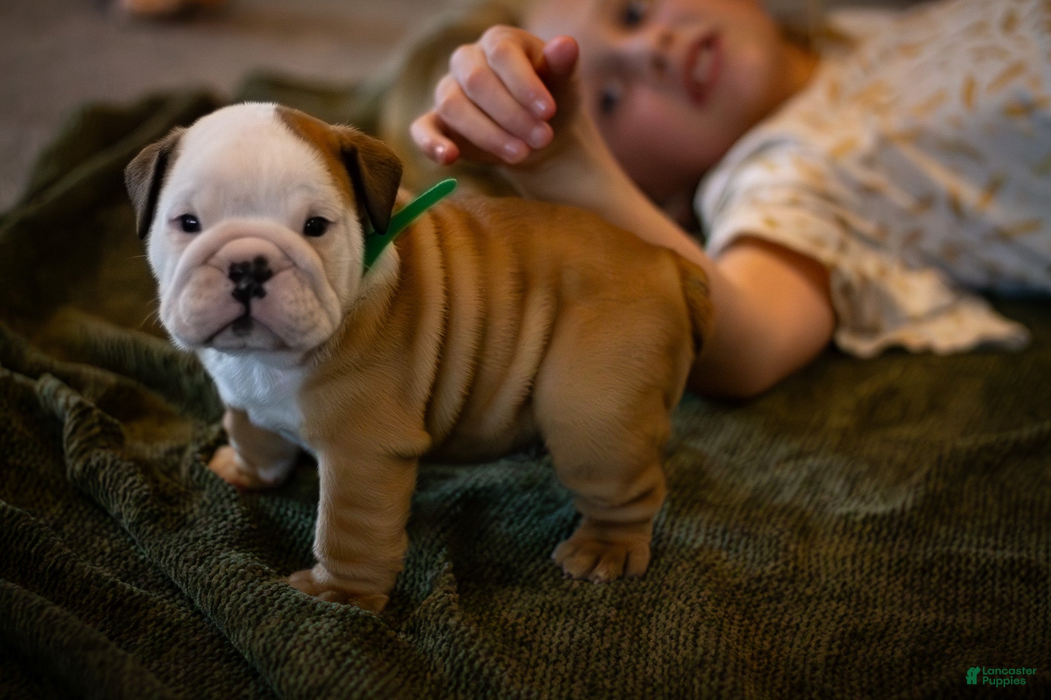 English Bulldog dogs Tony - Ad 2