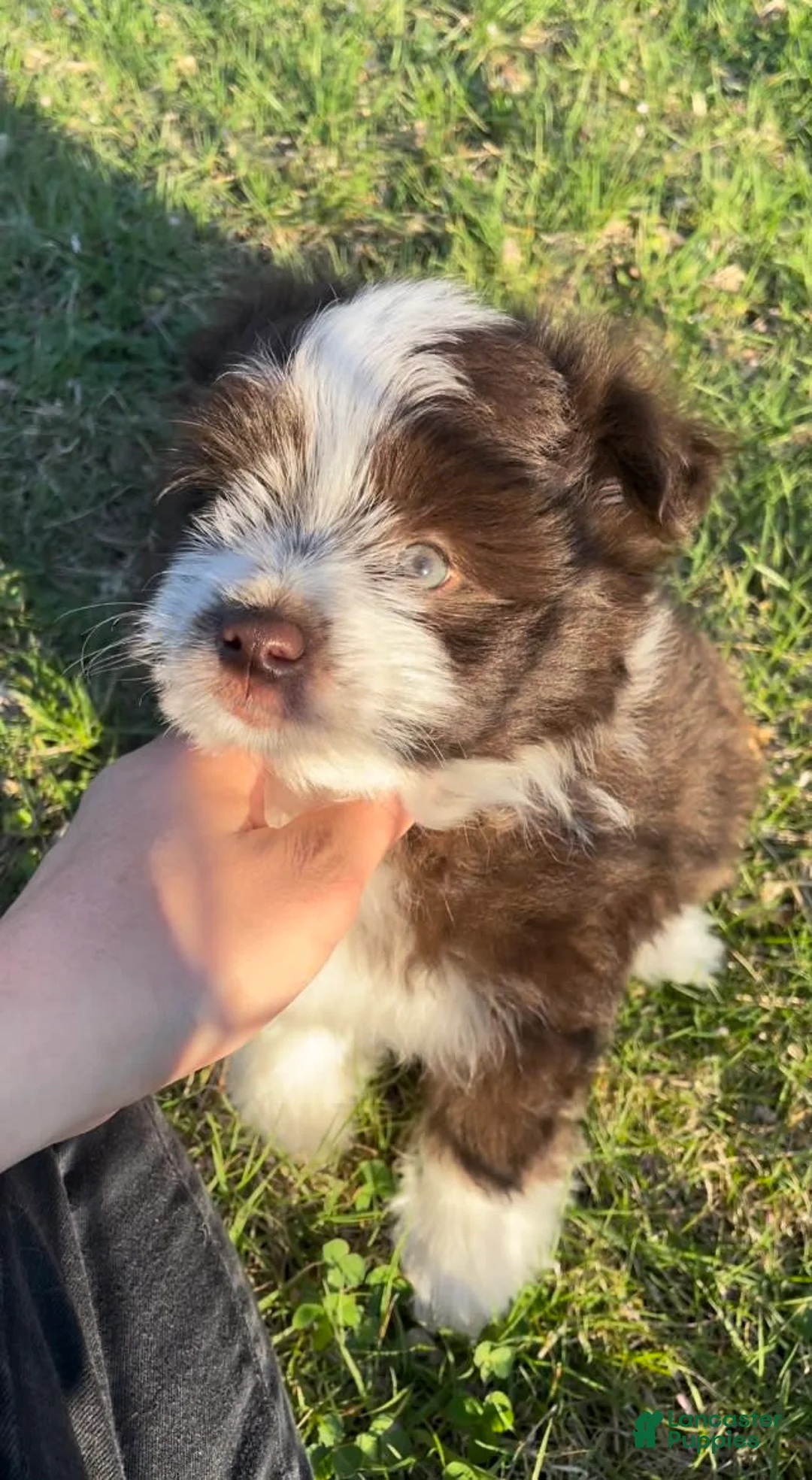 Gallery Image {{count}}