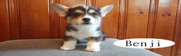 Welsh Corgi Pembroke dogs for sale: Benji - Ad 1