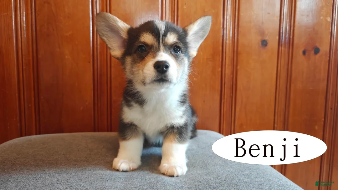 Welsh Corgi Pembroke dogs for sale: Benji - Ad 1