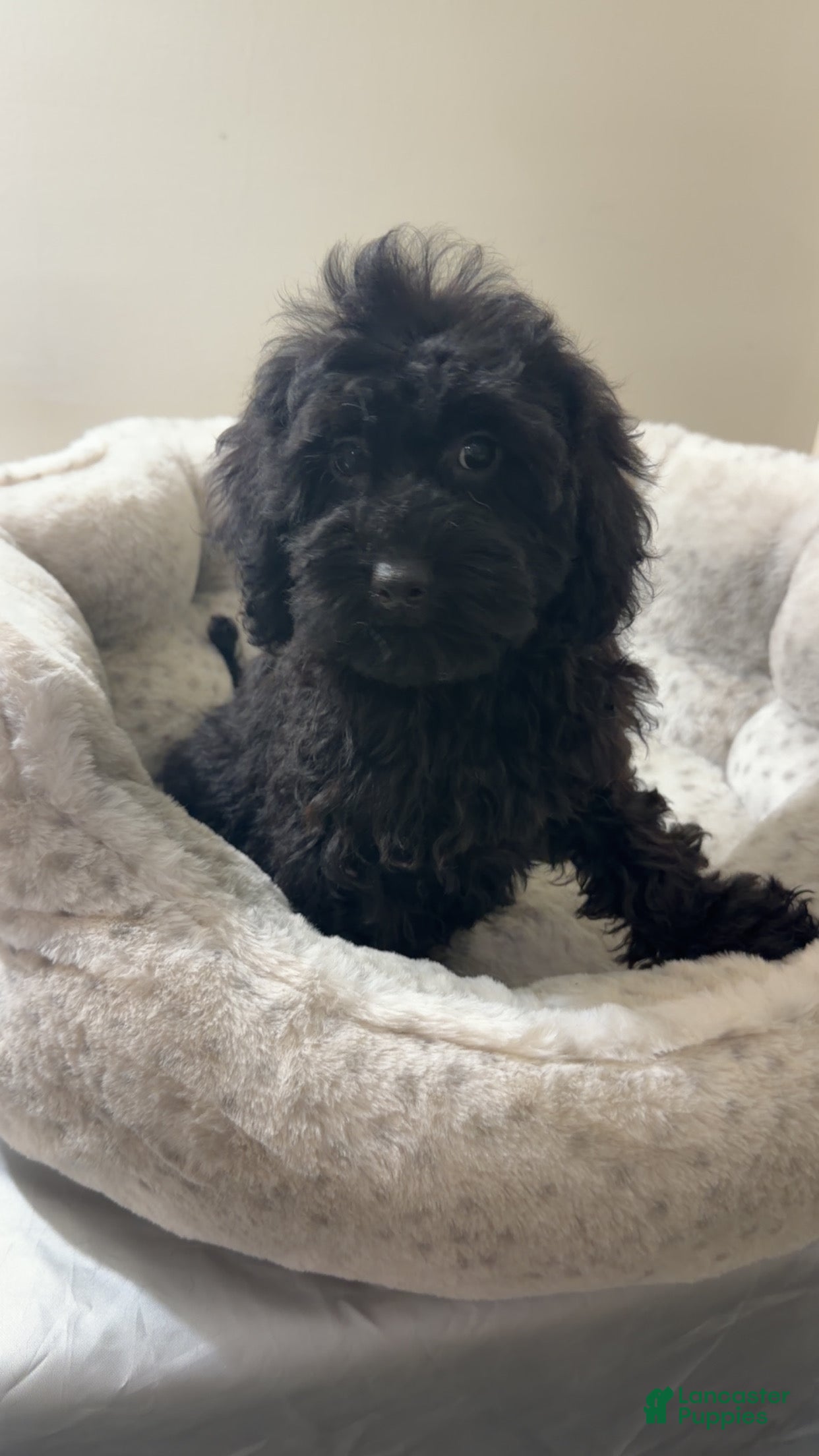 Yorkiepoo dogs Bambi  - Ad 42