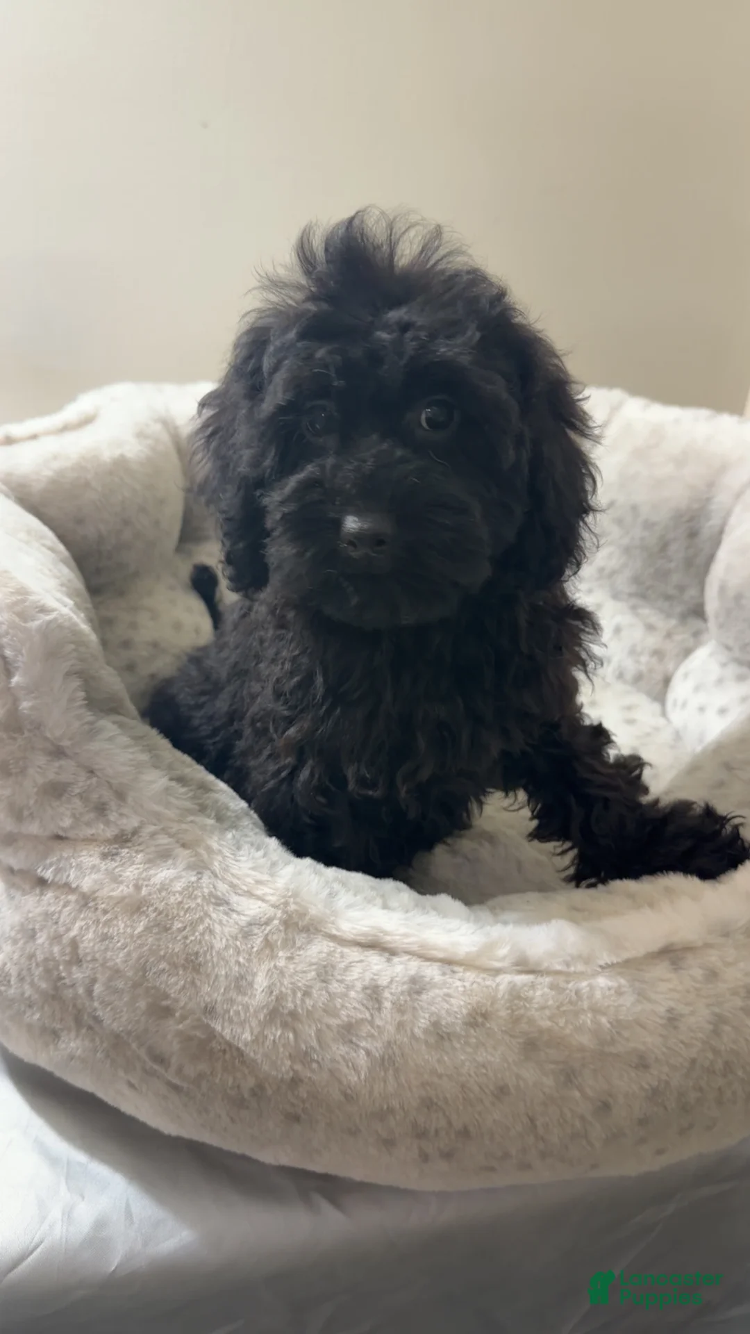 Yorkiepoo dogs for sale: Bambi  - Ad 1