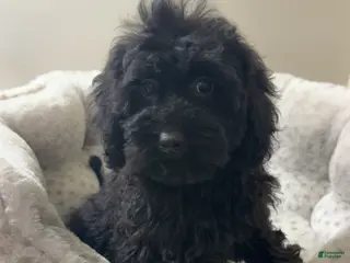 Yorkiepoo dogs Bambi - Ad 42