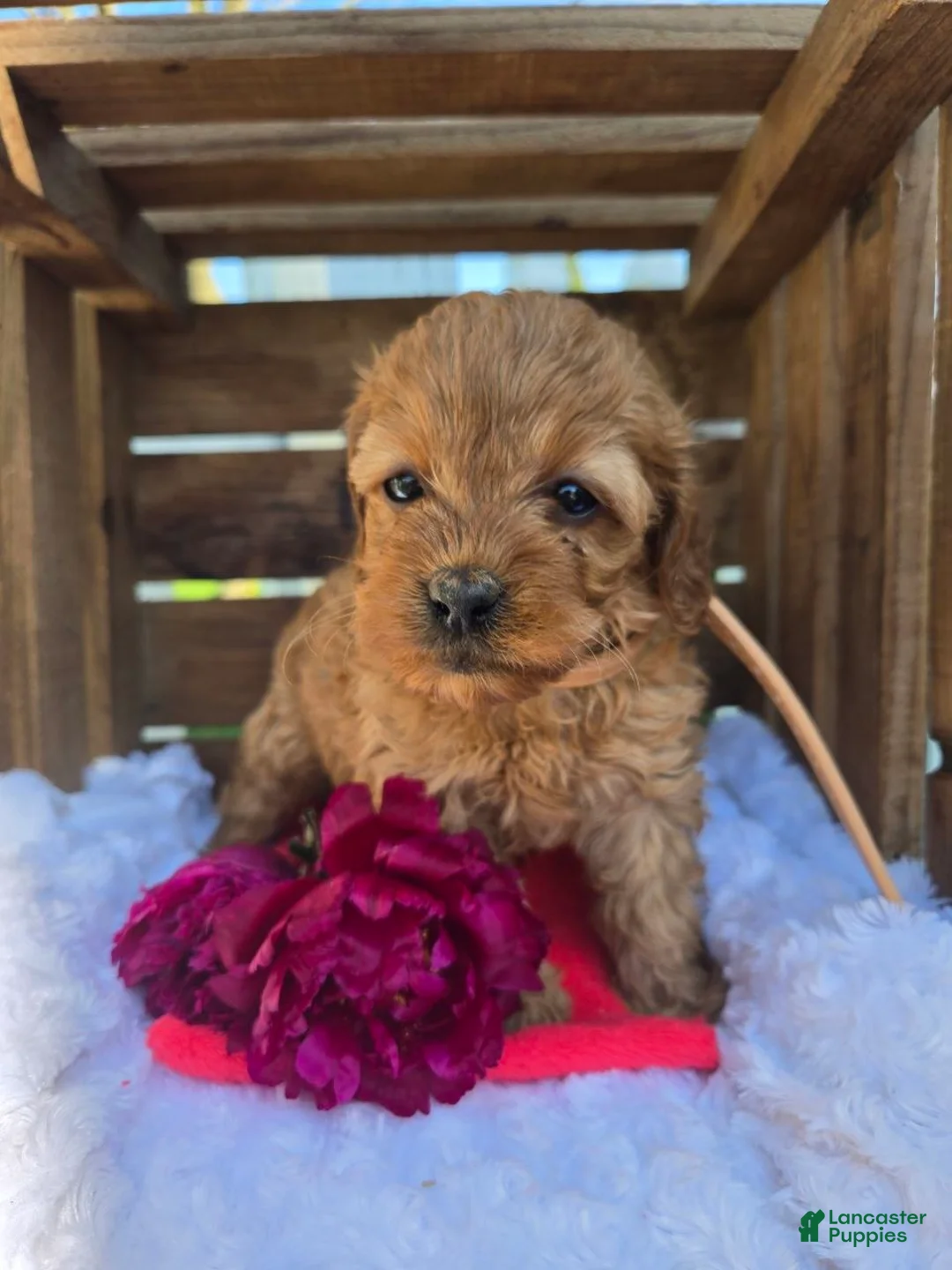 Cockapoo dogs for sale: Bonny - Ad 1