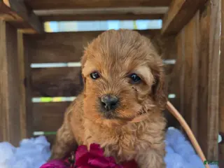 Cockapoo dogs for sale: Bonny - Ad 4