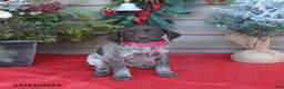 German Shorthaired Pointer dogs for sale: Liberty - Ad 2