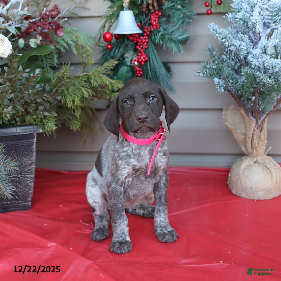 German Shorthaired Pointer dogs for sale: Liberty - Ad 2