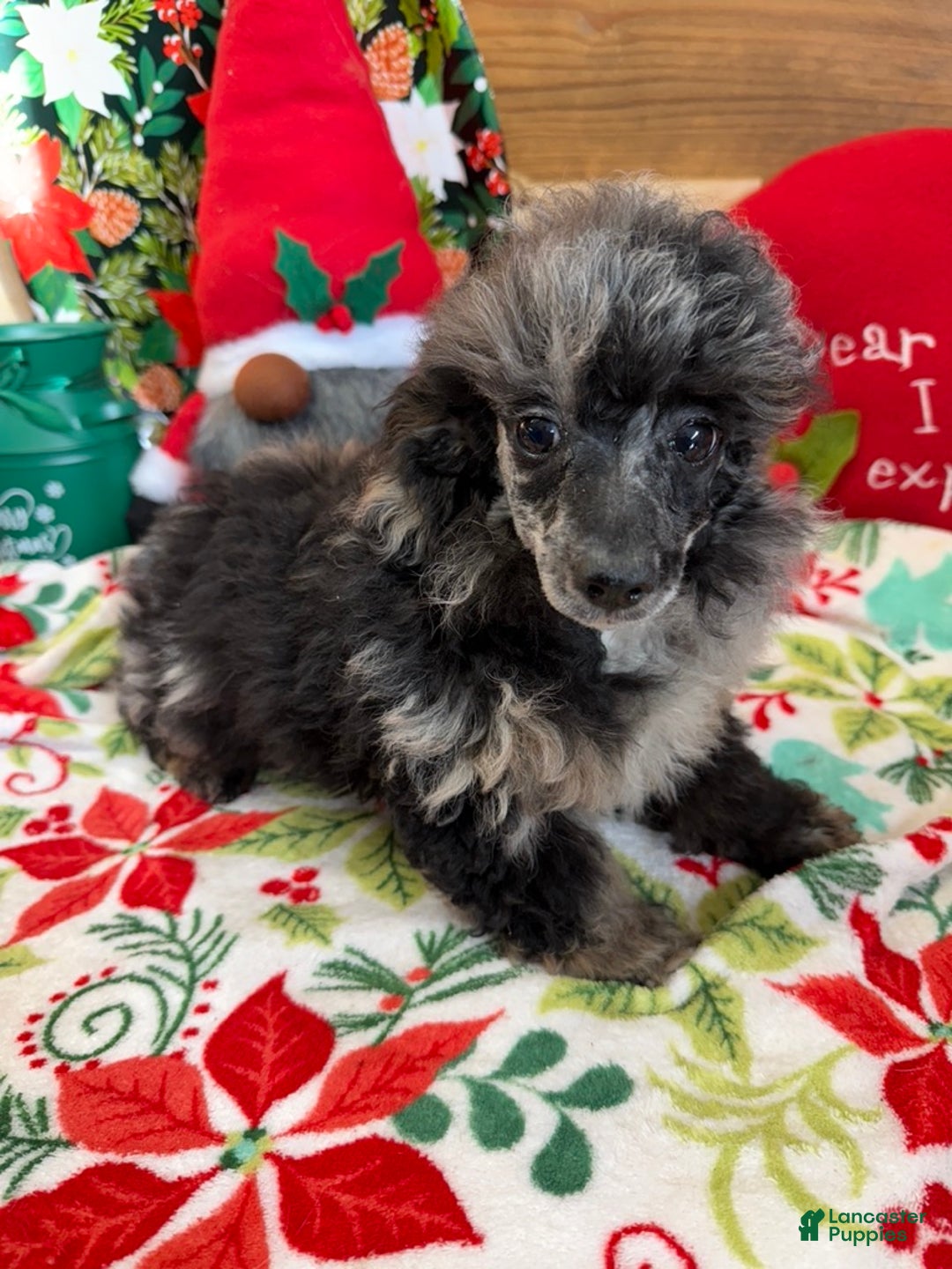 Toy Poodle dogs for sale: Helen - Ad 2