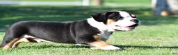 Beabull dogs for sale: Oscar - Ad 8