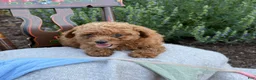 Toy Poodle dogs for sale: Grace - Ad 8