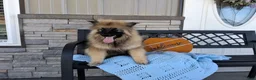 Keeshond dogs for sale: Callie - Ad 5