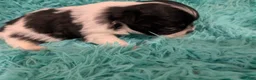 Chihuahua dogs for sale: LC Apple Head Oreo  - Ad 2