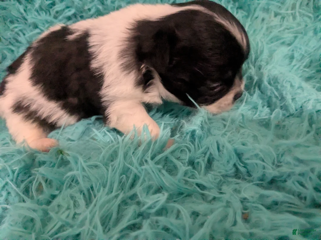 Chihuahua dogs for sale: LC Apple Head Oreo  - Ad 2