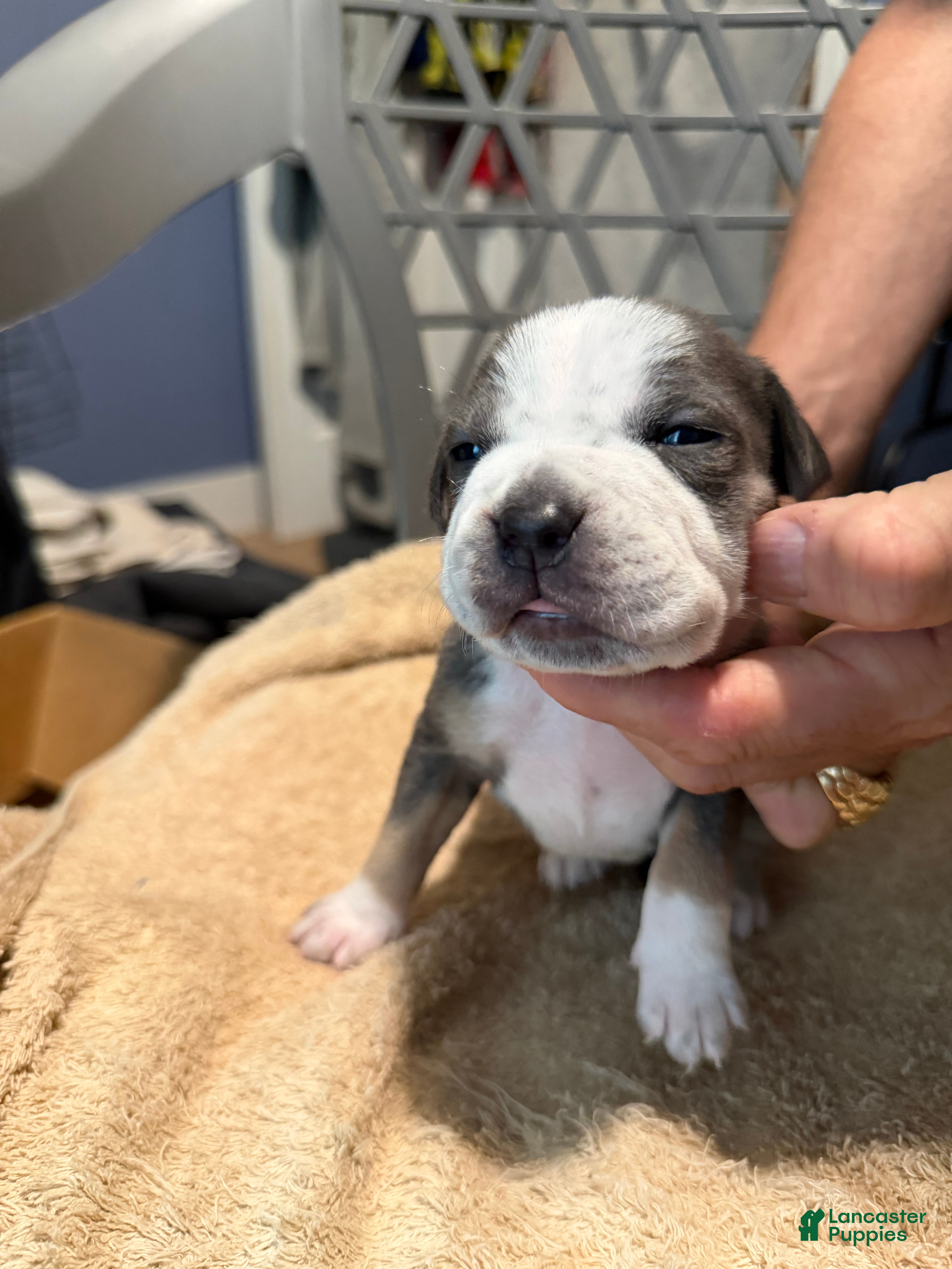 American Bully dogs Boy 1 - Ad 2