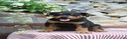German Shepherd dogs for sale: Honey - Ad 10