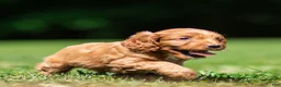 Cavapoo dogs for sale: Jasper Cavapoo  - Ad 4