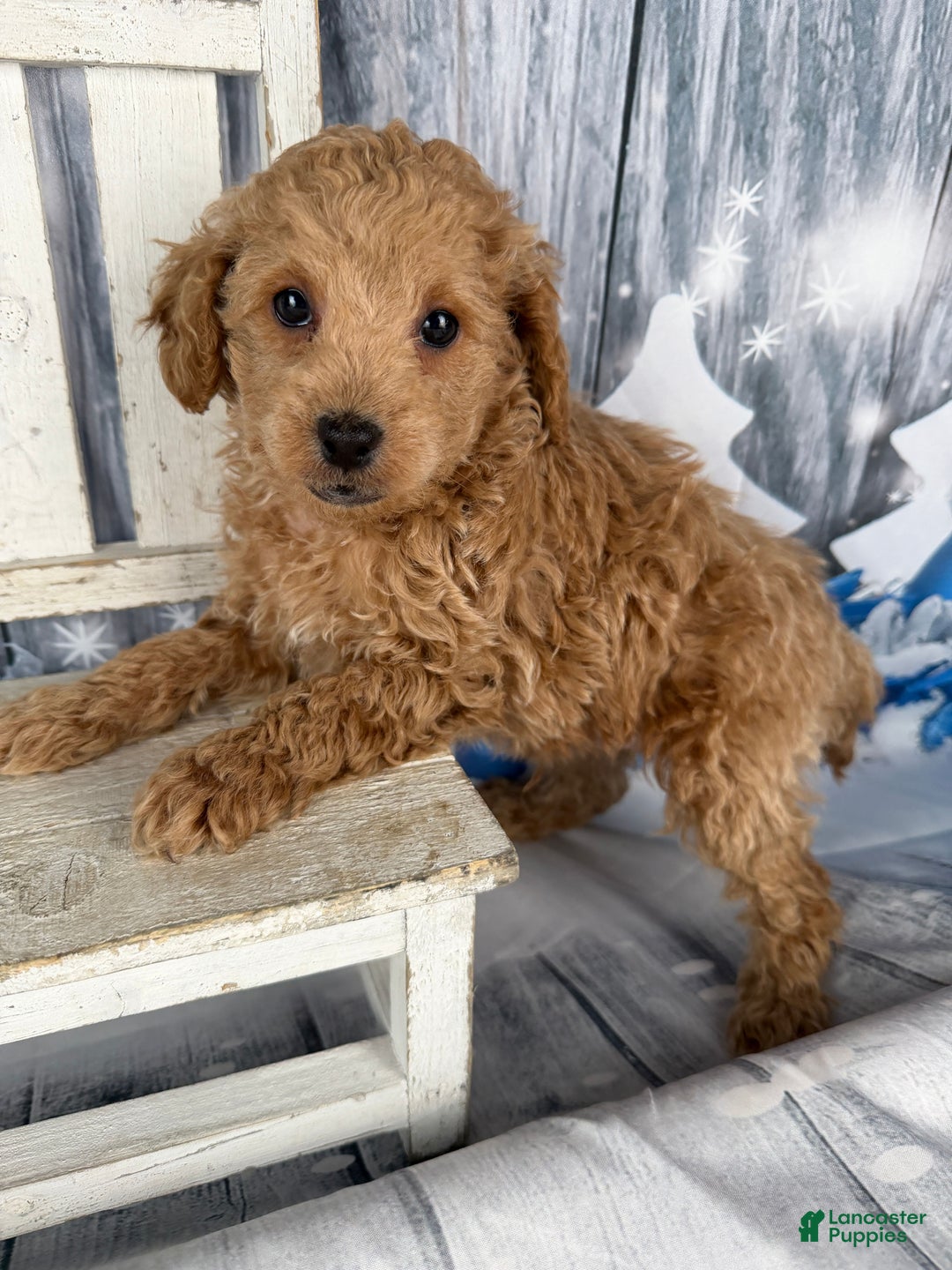 Cavapoo dogs for sale: Willy - Ad 6