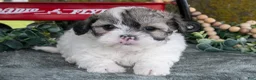 Shihpoo dogs for sale: Max - Ad 2