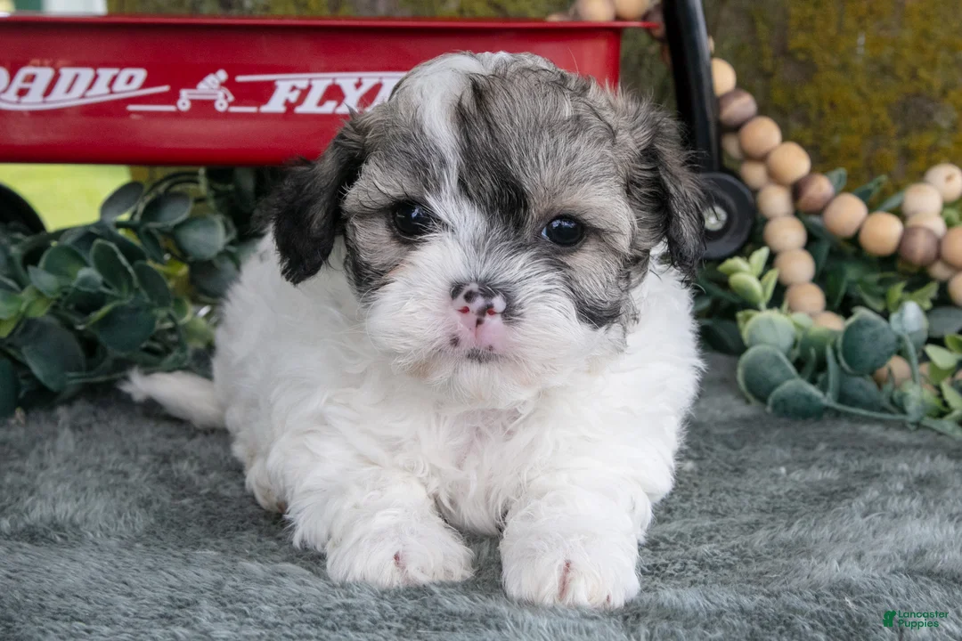 Shihpoo dogs for sale: Max - Ad 2