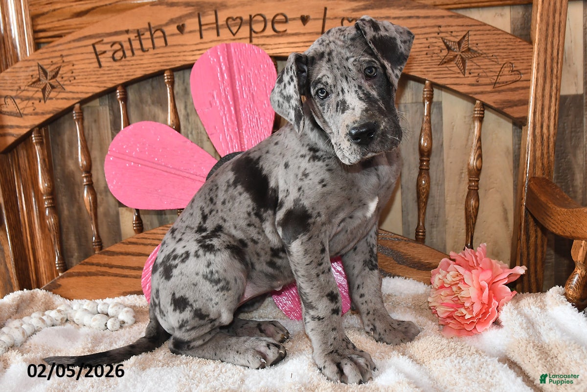 Great Dane dogs Snazzy - Ad 2