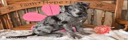 Great Dane dogs for sale: Snazzy - Ad 2