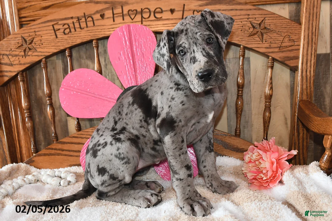 Great Dane dogs for sale: Snazzy - Ad 2