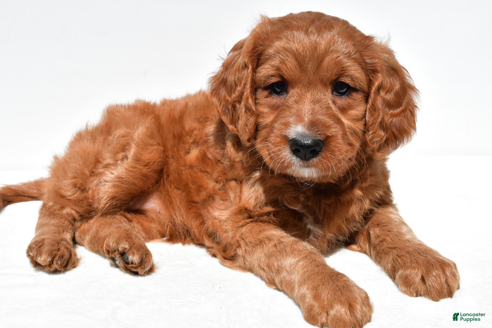 Mini Goldendoodle dogs Hailey - Ad 1