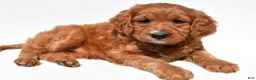 Mini Goldendoodle dogs for sale: Hailey - Ad 1