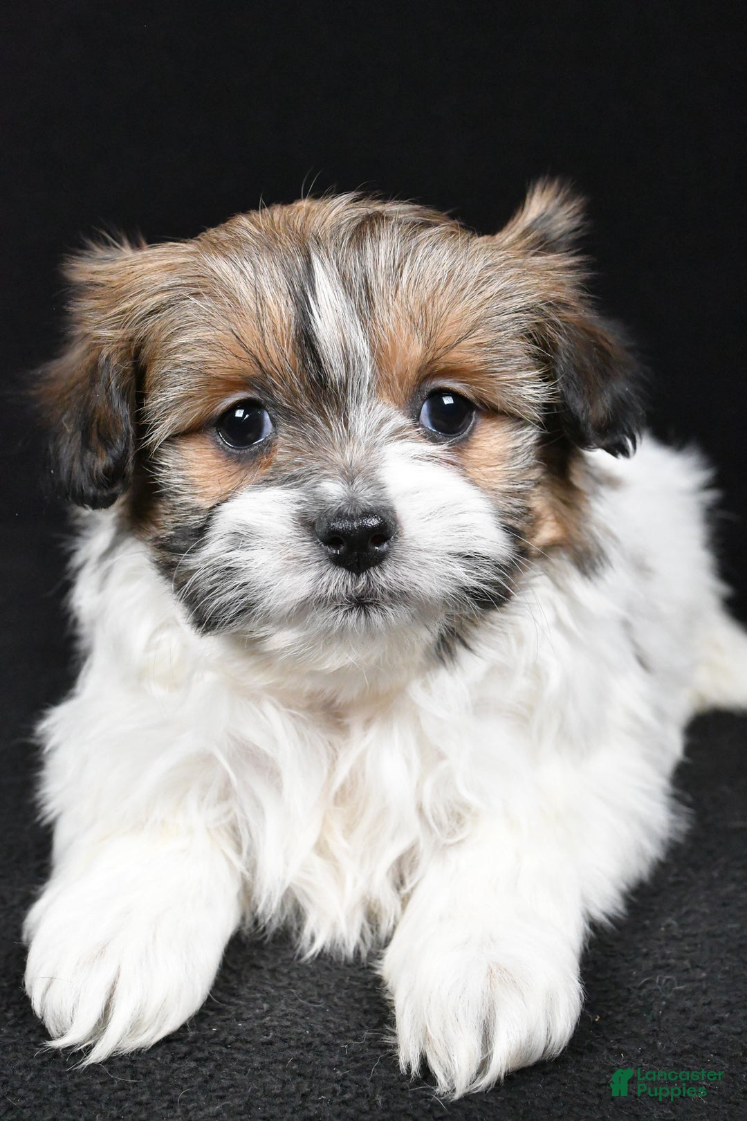 Mixed Breed dogs for sale: Amber - Ad 5