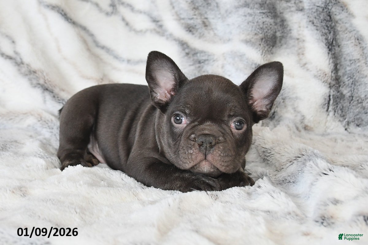 Mixed Breed dogs Nixon - Ad 22